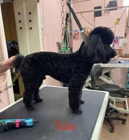 AKC Reg. OFA Health (Finley), a male Poodle - Miniature  for sale in Mount Gilead, NC – Photo 4 of 7