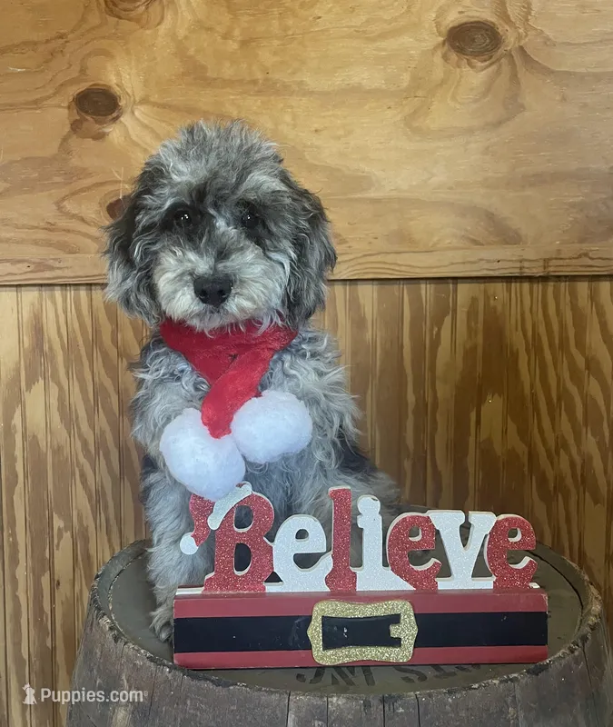 AKC Reg. OFA Health (Finley)