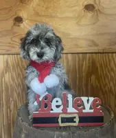 AKC Reg. OFA Health (Finley), a male Poodle - Miniature  for sale in Mount Gilead, NC – Photo 1 of 7