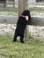 AKC Reg, Elite Bred, 18 Champions in Pedigree , a female Poodle - Miniature  for sale in Mount Gilead, NC – 5 of 5