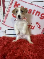 AKC Ch Sired (Bentley)On Hold, a male Jack Russell Terrier for sale in Mount Gilead, NC – Photo 5 of 7