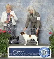 AKC Ch Sired (Bentley)On Hold, a male Jack Russell Terrier for sale in Mount Gilead, NC – Photo 7 of 7