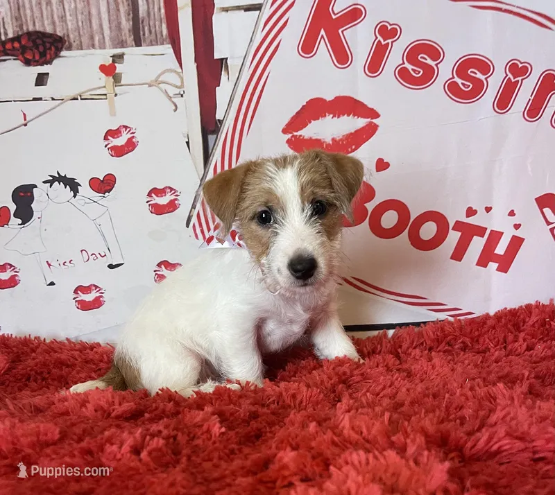 AKC Ch Sired (Bentley)On Hold, a male Jack Russell Terrier for sale in Mount Gilead, NC – Photo 1 of 7