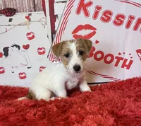AKC Ch Sired (Bentley)On Hold, a male Jack Russell Terrier for sale in Mount Gilead, NC – Photo 1 of 7