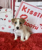 AKC Ch Sired (Bentley)On Hold, a male Jack Russell Terrier for sale in Mount Gilead, NC – Photo 2 of 7