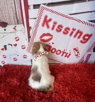 AKC Ch Sired (Bentley)On Hold, a male Jack Russell Terrier for sale in Mount Gilead, NC – Photo 4 of 7