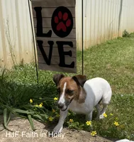 AKC Champion Sired, Elite Bred (Miss Brie), a female Jack Russell Terrier for sale in Mount Gilead, NC – 9 of 10