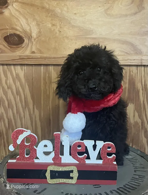 AKC Reg.OFA Health(Fabio)