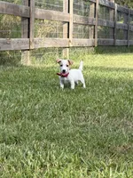 AKC Champion Sired, Elite Bred (Tanner), a male Jack Russell Terrier for sale in Mount Gilead, NC – 4 of 8