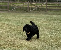 AKC Elite Bred, 18 Grand Champions & Champions in Pedigree , a male Poodle - Miniature  for sale in Mount Gilead, NC – 2 of 4