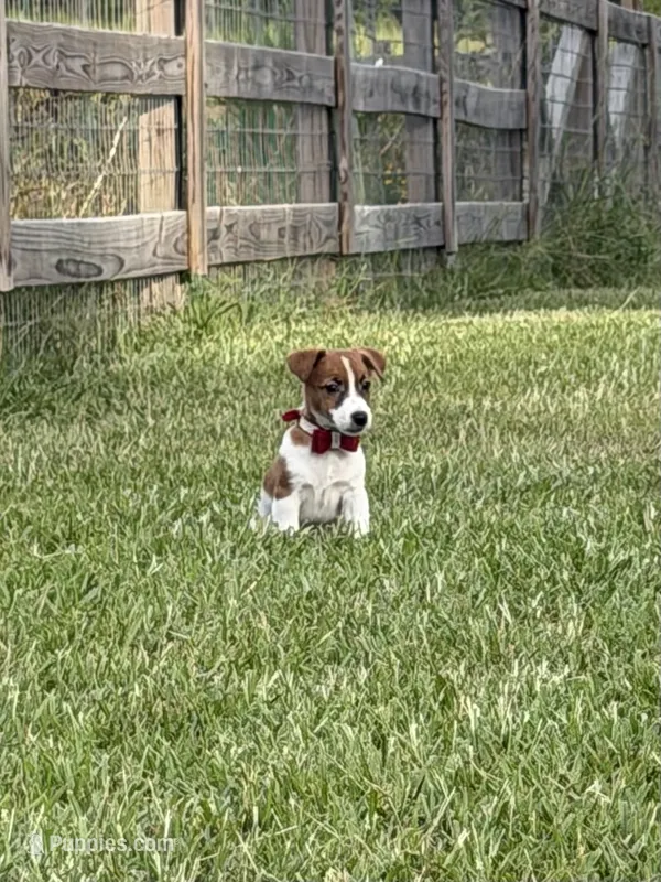 AKC Champion Sired Elite Bred (Colt)  – Jack Russell Terrier puppy for sale in Mount Gilead, NC