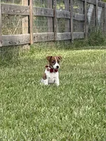AKC Champion Sired Elite Bred (Colt) , a male Jack Russell Terrier for sale in Mount Gilead, NC – 1 of 7