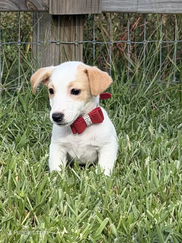 AKC Champion Sired, Elite Bred (Tanner) – Jack Russell Terrier puppy for sale in Mount Gilead, NC