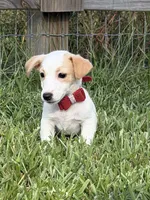AKC Champion Sired, Elite Bred (Tanner), a male Jack Russell Terrier for sale in Mount Gilead, NC – 1 of 8