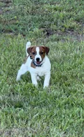On Hold with Deposit, AKC Champion Sired, Elite Bred (Snickers) , a male Jack Russell Terrier for sale in Mount Gilead, NC – 5 of 10