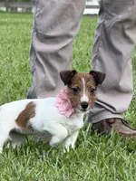 AKC Champion Sired, Elite Bred (Miss Brie), a female Jack Russell Terrier for sale in Mount Gilead, NC – 4 of 10