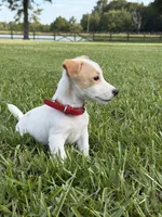 AKC Champion Sired, Elite Bred (Tanner), a male Jack Russell Terrier for sale in Mount Gilead, NC – 2 of 8