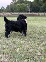 AKC Reg, Elite Bred, 18 Champions in Pedigree , a female Poodle - Miniature  for sale in Mount Gilead, NC – 4 of 5