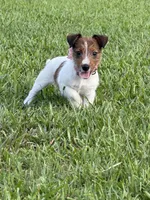 AKC Champion Sired, Elite Bred (Miss Brie), a female Jack Russell Terrier for sale in Mount Gilead, NC – 6 of 10