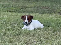 On Hold with Deposit, AKC Champion Sired, Elite Bred (Snickers) , a male Jack Russell Terrier for sale in Mount Gilead, NC – 3 of 10