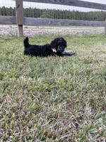 AKC Reg, Elite Bred, 18 Champions in Pedigree , a female Poodle - Miniature  for sale in Mount Gilead, NC – 3 of 5