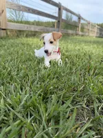 AKC Champion Sired, Elite Bred (Tanner), a male Jack Russell Terrier for sale in Mount Gilead, NC – 5 of 8