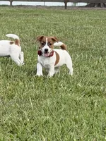 AKC Champion Sired Elite Bred (Colt) , a male Jack Russell Terrier for sale in Mount Gilead, NC – 2 of 7