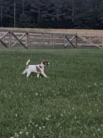 On Hold  AKC Ch. Sired (Benji), a male Jack Russell Terrier for sale in Mount Gilead, NC – Photo 4 of 10