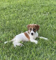 On Hold  AKC Ch. Sired (Benji), a male Jack Russell Terrier for sale in Mount Gilead, NC – Photo 5 of 10