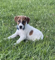 On Hold  AKC Ch. Sired (Benji), a male Jack Russell Terrier for sale in Mount Gilead, NC – Photo 2 of 10