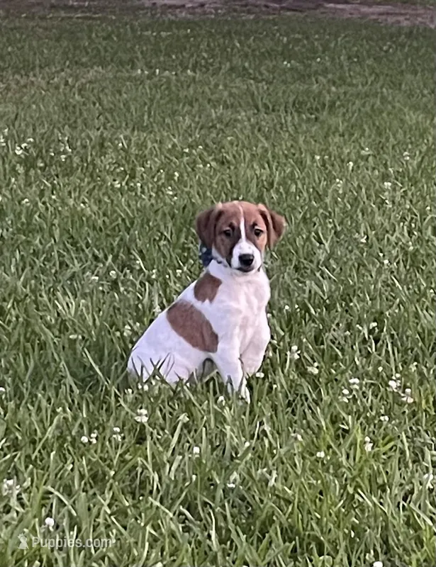 On Hold  AKC Ch. Sired (Benji)