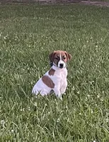 On Hold  AKC Ch. Sired (Benji), a male Jack Russell Terrier for sale in Mount Gilead, NC – Photo 1 of 10