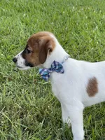 On Hold  AKC Ch. Sired (Benji), a male Jack Russell Terrier for sale in Mount Gilead, NC – Photo 6 of 10