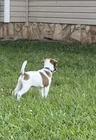 On Hold  AKC Ch. Sired (Benji), a male Jack Russell Terrier for sale in Mount Gilead, NC – Photo 3 of 10