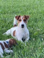 On Hold  AKC Ch. Sired (Benji), a male Jack Russell Terrier for sale in Mount Gilead, NC – Photo 9 of 10
