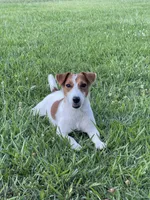 On Hold  AKC Ch. Sired (Benji), a male Jack Russell Terrier for sale in Mount Gilead, NC – Photo 10 of 10