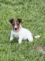 AKC Champion Sired, Elite Bred (Miss Brie), a female Jack Russell Terrier for sale in Mount Gilead, NC – 2 of 10