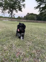 AKC Reg, Elite Bred, 18 Champions in Pedigree , a female Poodle - Miniature  for sale in Mount Gilead, NC – 2 of 5