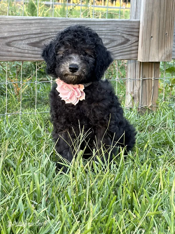 AKC Reg. Elite Bred, 18 Champions & Grands CH. in Pedigree ( Sylvie) – Poodle - Miniature  puppy for sale in Mount Gilead, NC