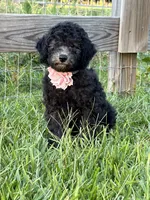 AKC Reg. Elite Bred, 18 Champions & Grands CH. in Pedigree ( Sylvie), a female Poodle - Miniature  for sale in Mount Gilead, NC – 1 of 8
