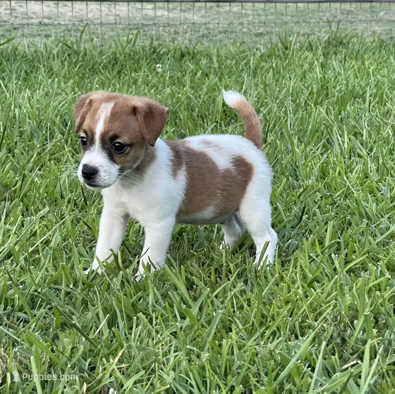 Hold AKC  Ch Sired (Jaxson)