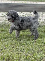 AKC Reg, 18 Champions in Pedigree (Fabio), a male Poodle - Miniature  for sale in Mount Gilead, NC – 5 of 9