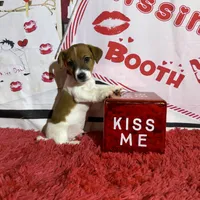 AKC Reg, Elite Bred ( Milo) Sold , a male Jack Russell Terrier for sale in Mount Gilead, NC – Photo 3 of 8