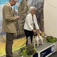 AKC Reg, Elite Bred ( Milo) Sold , a male Jack Russell Terrier for sale in Mount Gilead, NC – Photo 7 of 8