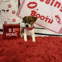 AKC Reg, Elite Bred ( Milo) Sold , a male Jack Russell Terrier for sale in Mount Gilead, NC – Photo 4 of 8