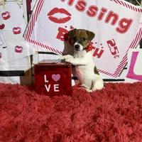 AKC Reg, Elite Bred ( Milo) Sold , a male Jack Russell Terrier for sale in Mount Gilead, NC – Photo 2 of 8