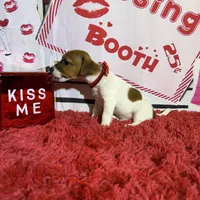 AKC Reg, Elite Bred ( Milo) Sold , a male Jack Russell Terrier for sale in Mount Gilead, NC – Photo 5 of 8