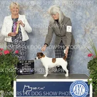 AKC Reg, Elite Bred ( Milo) Sold , a male Jack Russell Terrier for sale in Mount Gilead, NC – Photo 8 of 8
