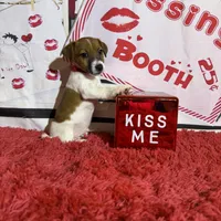 AKC Reg, Elite Bred ( Milo) Sold , a male Jack Russell Terrier for sale in Mount Gilead, NC – Photo 6 of 8