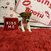 AKC Reg, Elite Bred ( Milo) Sold , a male Jack Russell Terrier for sale in Mount Gilead, NC – Photo 1 of 8